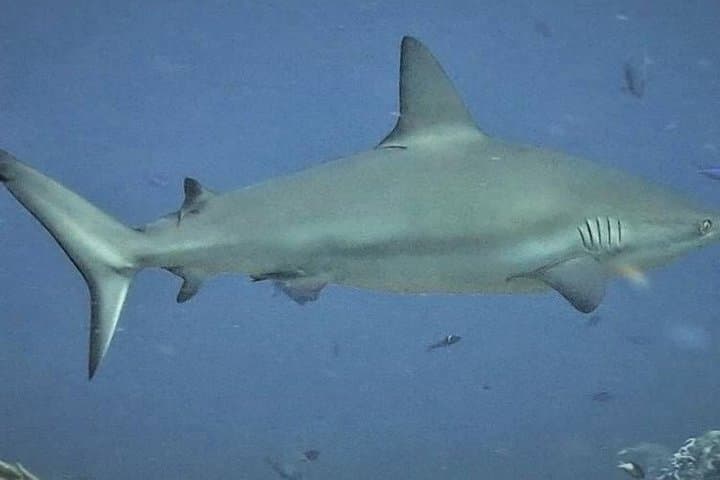 Discover Scuba in Isla Mujeres: Try Diving Without Certification photo 3