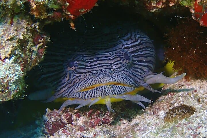 Discover Scuba in Isla Mujeres: Try Diving Without Certification photo 6