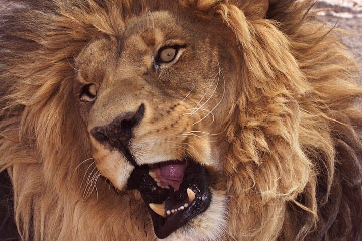 Lion Habitat Ranch Las Vegas: Up-Close Big Cat Encounters & Keeper Chats photo 2