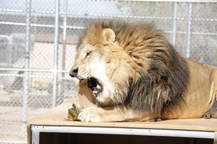 Lion Habitat Ranch Las Vegas: Up-Close Big Cat Encounters & Keeper Chats photo 3