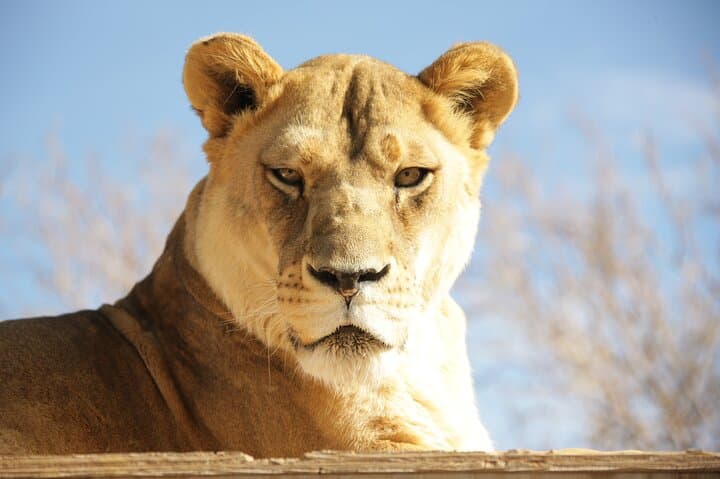 Lion Habitat Ranch Las Vegas: Up-Close Big Cat Encounters & Keeper Chats