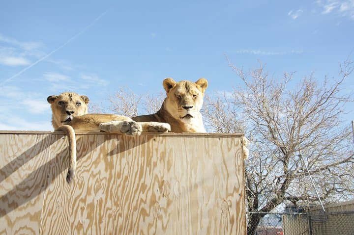 Lion Habitat Ranch Las Vegas: Up-Close Big Cat Encounters & Keeper Chats photo 4