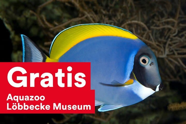 Explore Düsseldorf with the DüsseldorfCard: Unlimited Transit and Museum Savings (24–96 hrs) photo 3
