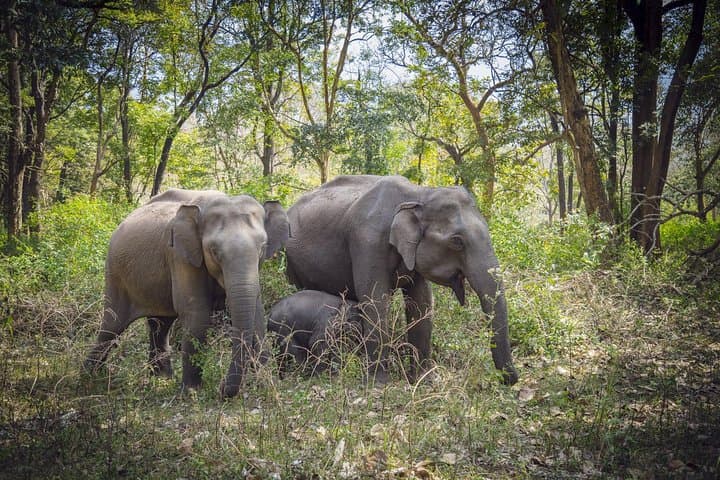 Nagarhole & Kabini Safari: 3-Day Wildlife Retreat from Bangalore photo 4