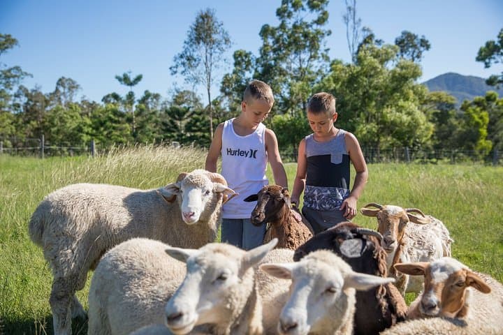 Hands-On Farm Experience at Trevena Glen: 2-Hour Animal Tour Near Brisbane photo 3