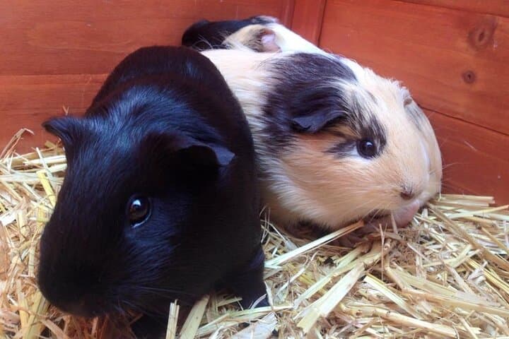 Hands-On Farm Experience at Trevena Glen: 2-Hour Animal Tour Near Brisbane photo 6