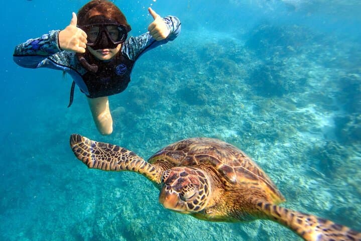 Private Turtle Snorkel Tour in Rarotonga — Guided Swim with Sea Turtles & Pro Photos photo 3