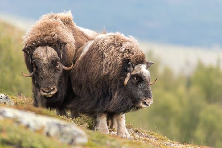Musk Ox Safari in Dovrefjell: Guided Wildlife Hike from Oppdal