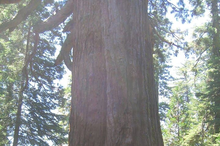 7-Day Private Western National Parks Tour: Las Vegas to San Francisco photo 6