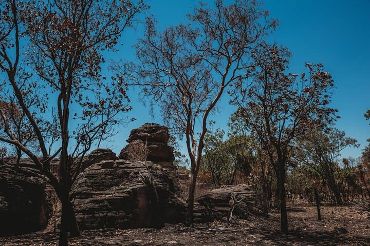 Kakadu Day Tour from Darwin: Ubirr, Guluyambi & Arnhem Land Cultural Cruise photo 5