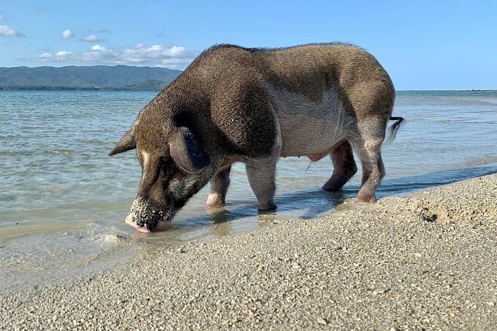 Pigs Island Semi-VIP Speedboat Tour from Koh Samui: Snorkel, Lagoon & Beach photo 2