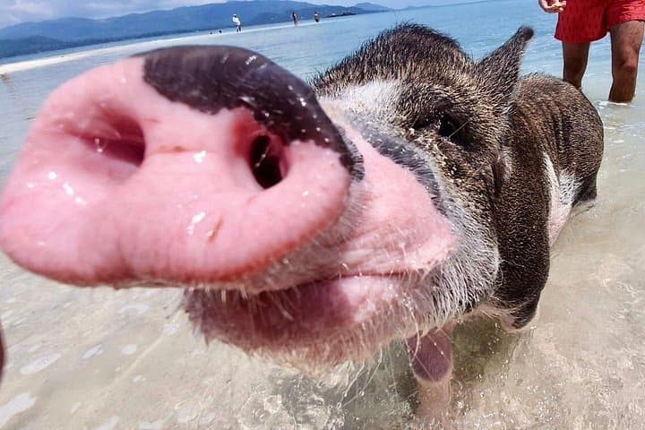 Pigs Island Semi-VIP Speedboat Tour from Koh Samui: Snorkel, Lagoon & Beach photo 4