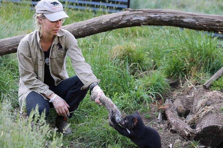 Tasmanian Devil Feeding Tour at Cradle Mountain — 1-Hour Sanctuary Experience
