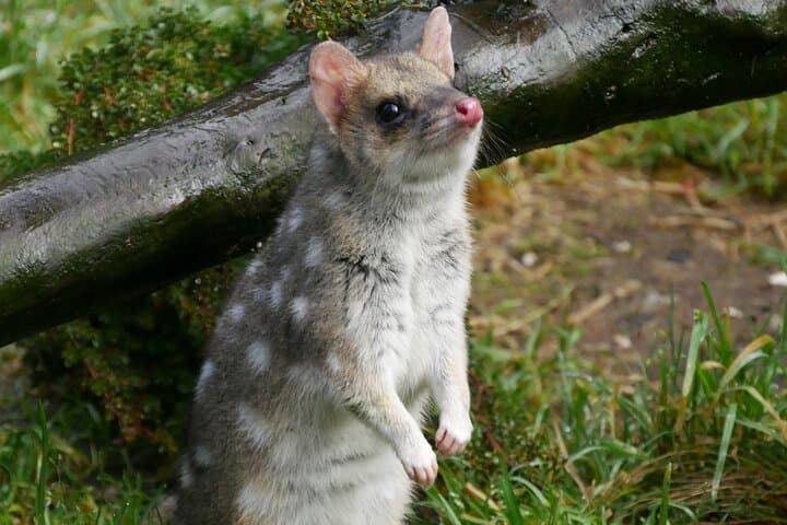 Tasmanian Devil Feeding Tour at Cradle Mountain — 1-Hour Sanctuary Experience photo 2