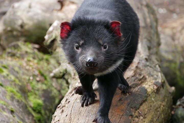 Tasmanian Devil Feeding Tour at Cradle Mountain — 1-Hour Sanctuary Experience photo 3