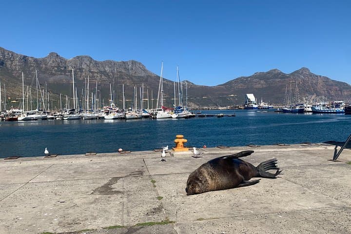 Boulders Beach Penguins and Seal Island Cruise: Half-Day Wildlife Tour from Cape Town photo 1