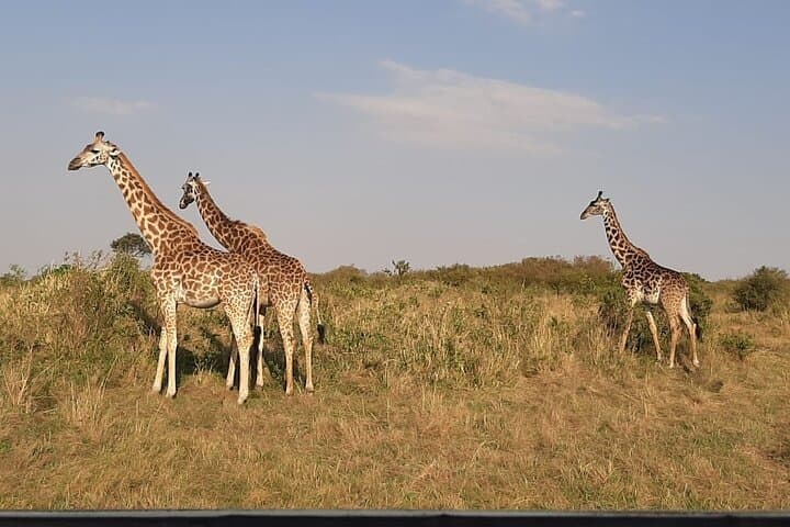 Three Parks One Safari: 6-Day Maasai Mara, Lake Nakuru & Amboseli Adventure