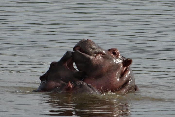 Mini Safari and Zulu Cultural Experience Near Durban — Day Tour Guide photo 3