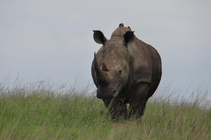 Mini Safari and Zulu Cultural Experience Near Durban — Day Tour Guide photo 4