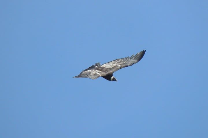 Close Encounters with Andean Condors at Antisana Volcano photo 5