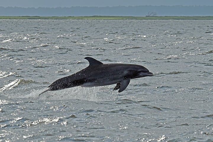 Explore Jekyll Island Dolphin Tours: A Scenic 90-Minute Wildlife Adventure