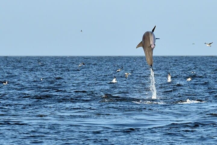 Explore Jekyll Island Dolphin Tours: A Scenic 90-Minute Wildlife Adventure photo 4