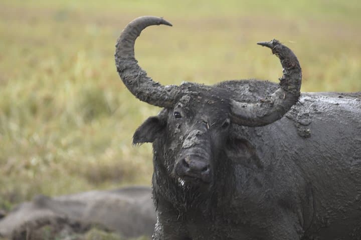 Kumana National Park Half-Day Jeep Safari from Arugam Bay — Birds, Elephants & Coastal Wetlands photo 3