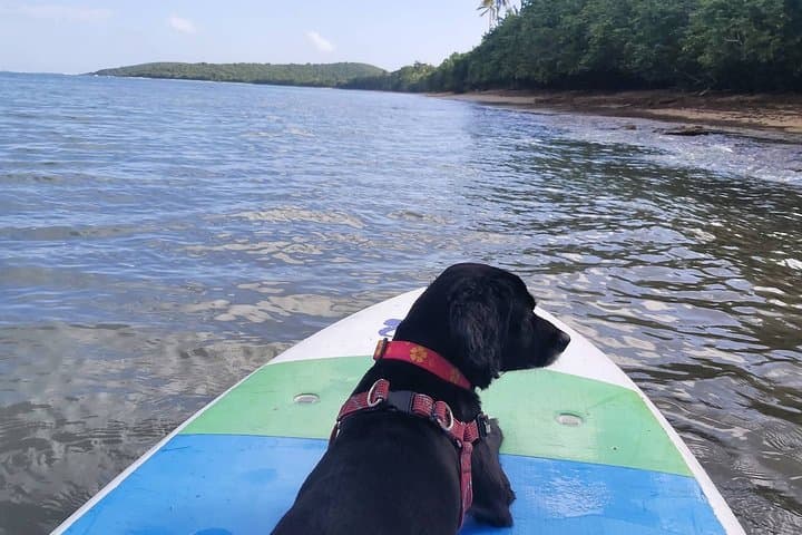 All-Day Paddleboard Rental in Fajardo: Explore Cabezas de San Juan by SUP photo 6