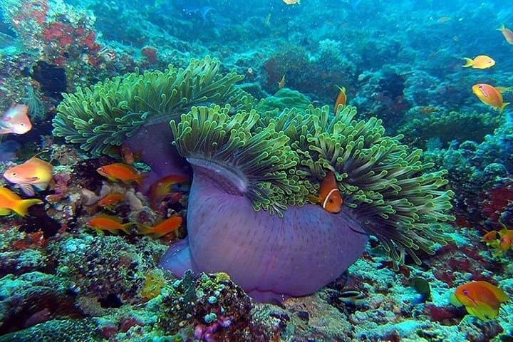 Day Trip from Luxor to Safaga: 4-Hour Red Sea Beach & Snorkeling photo 2