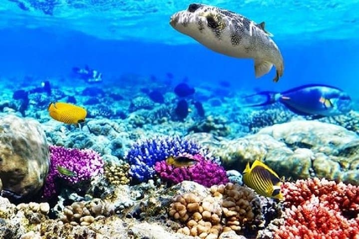 Day Trip from Luxor to Safaga: 4-Hour Red Sea Beach & Snorkeling photo 3