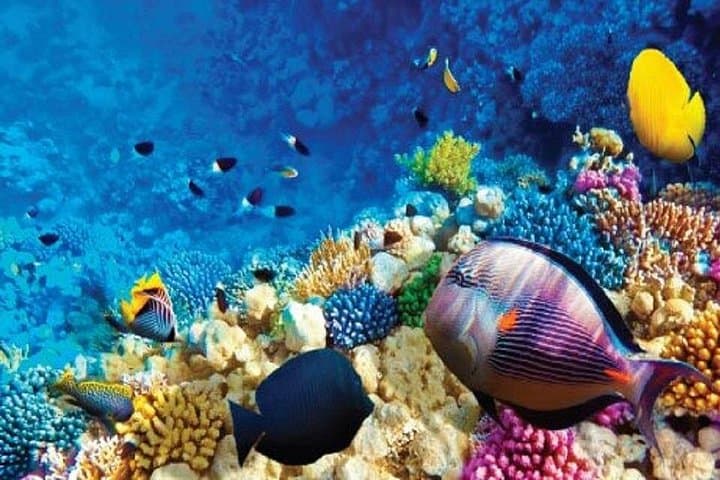 Day Trip from Luxor to Safaga: 4-Hour Red Sea Beach & Snorkeling photo 4