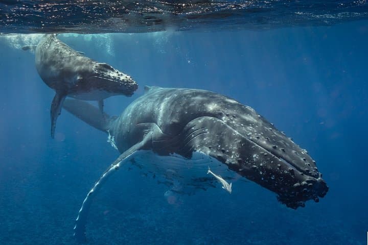 Bora Bora Whale Watching: Swim with Humpback Whales on a Private Inflatable Boat