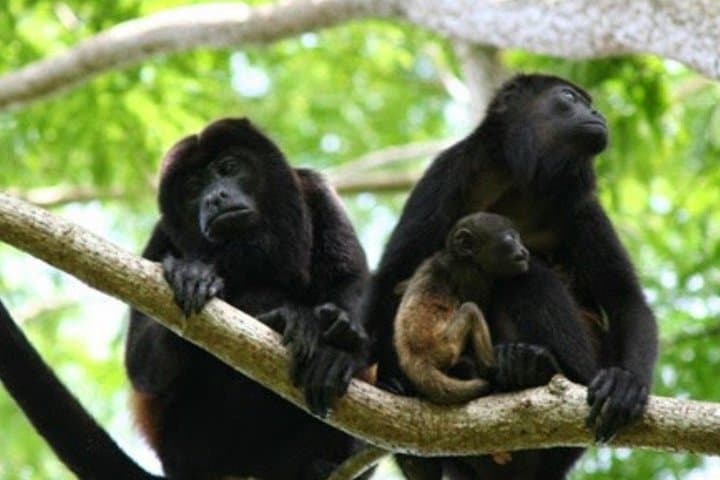 Dzibanche & Kohunlich Day Tour from Bacalar: Masks, Monkeys and Jungle Lunch photo 4