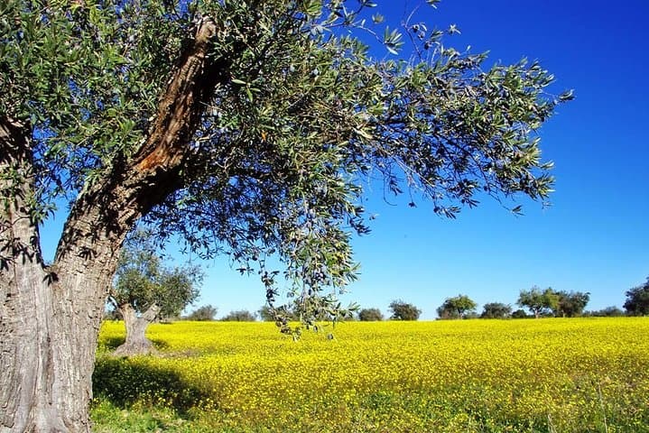 Four-Day Private Tour: Peloponnese, Delphi, Meteora & Thermopylae from Athens photo 4