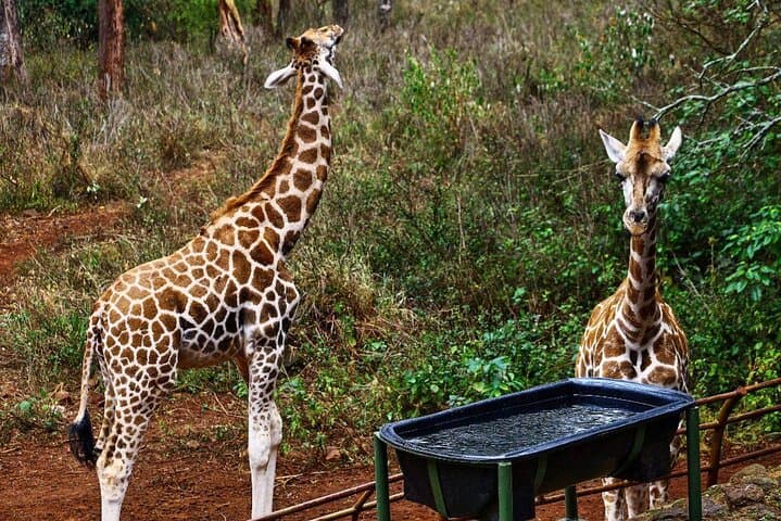 Half-Day Nairobi National Park Safari — Game Drive from Nairobi photo 3