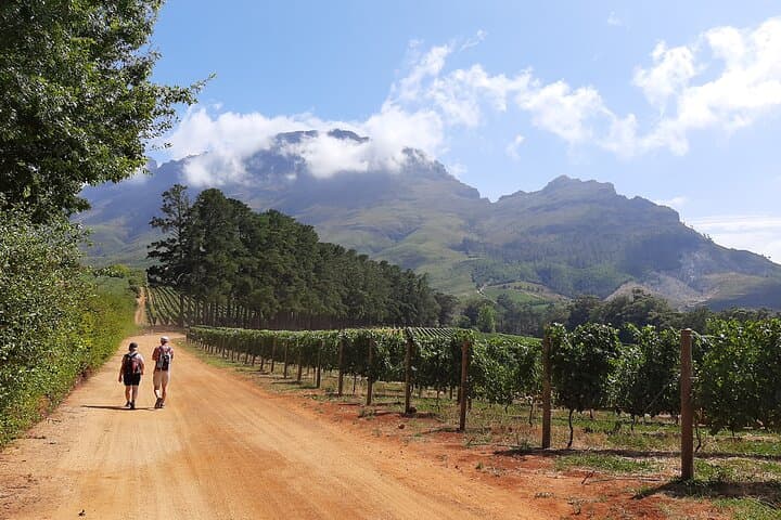 Stellenbosch Vineyard Walk & Wine Tasting — Half-Day Guided Vineyard Hike and Tastings