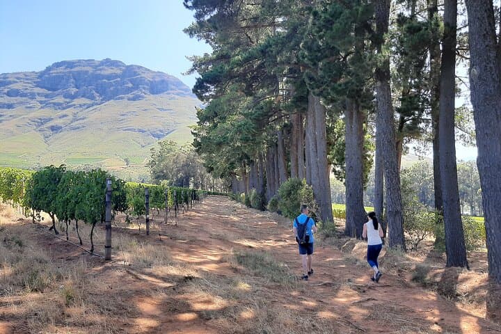 Stellenbosch Vineyard Walk & Wine Tasting — Half-Day Guided Vineyard Hike and Tastings photo 2