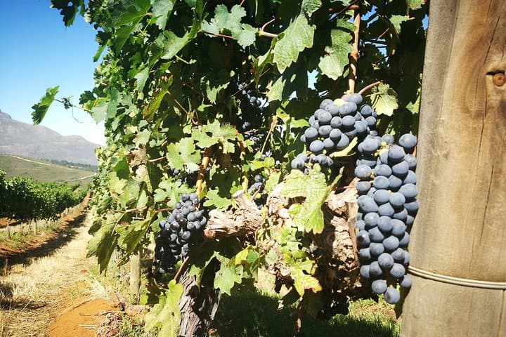 Stellenbosch Vineyard Walk & Wine Tasting — Half-Day Guided Vineyard Hike and Tastings photo 3