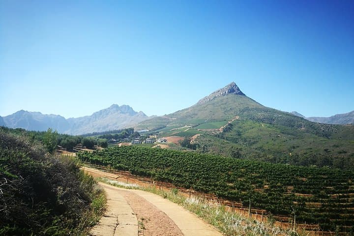 Stellenbosch Vineyard Walk & Wine Tasting — Half-Day Guided Vineyard Hike and Tastings photo 5