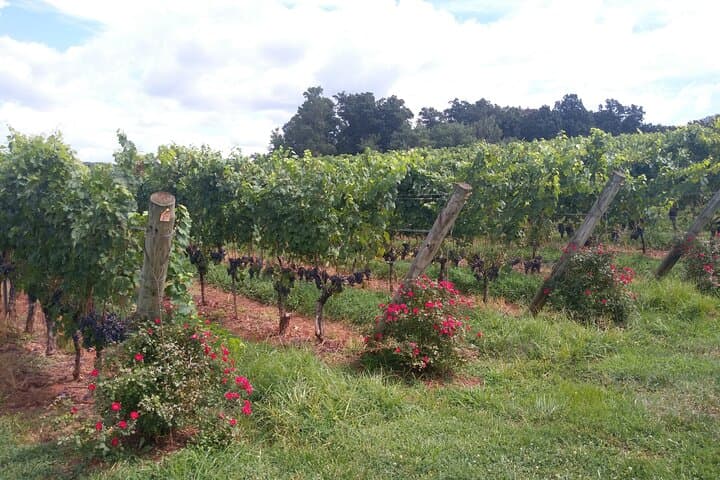 Private Charlottesville Wine Tours: Personalized Vineyard Tastings & Door-to-Door Pickup photo 1
