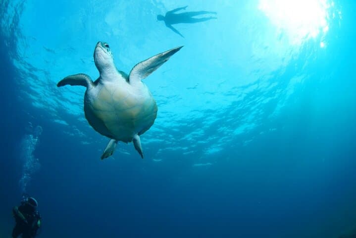 Discover Tenerife: Beginner Scuba Diving by Boat from Puerto Colón photo 3