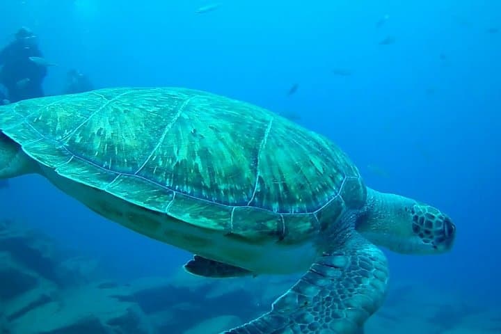 Discover Tenerife: Beginner Scuba Diving by Boat from Puerto Colón photo 6