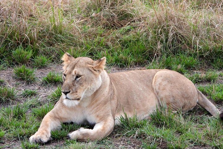 3-Day Camping Safari in Masai Mara: Big Five, Wildebeest Migration & Guided Game Drives photo 2