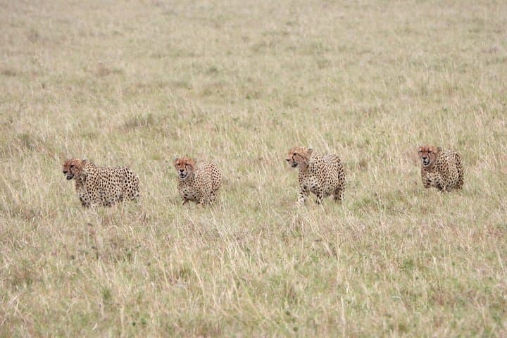 3-Day Camping Safari in Masai Mara: Big Five, Wildebeest Migration & Guided Game Drives photo 3