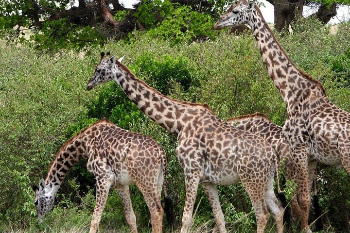 3-Day Camping Safari in Masai Mara: Big Five, Wildebeest Migration & Guided Game Drives photo 4