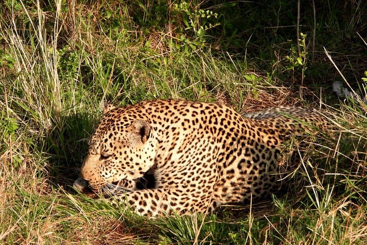 4-Day Masai Mara Camping Safari: Big Five Game Drives & Eco-Camp Experience photo 2