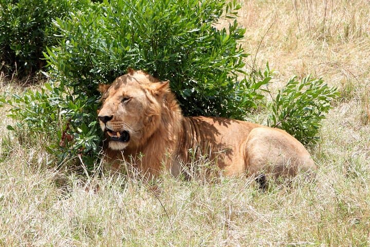 4-Day Masai Mara Camping Safari: Big Five Game Drives & Eco-Camp Experience photo 3