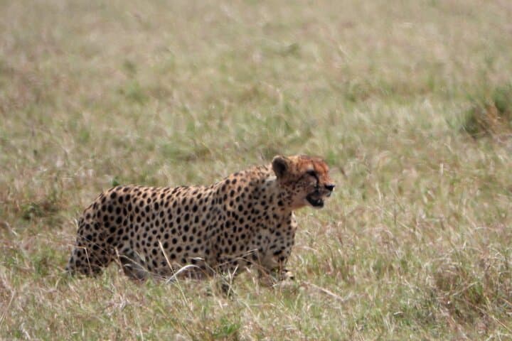 4-Day Masai Mara Camping Safari: Big Five Game Drives & Eco-Camp Experience photo 4