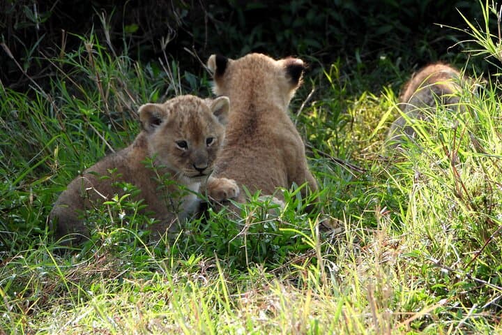 4-Day Masai Mara Camping Safari: Big Five Game Drives & Eco-Camp Experience photo 5