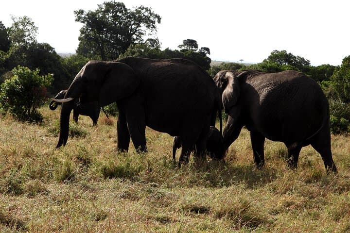 Masai Mara Explorer: Private Luxury Safari to See the Big Five photo 6